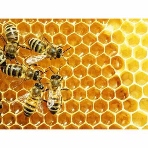 Pesticide Use Contributes to Significant Increase in Bee Deaths